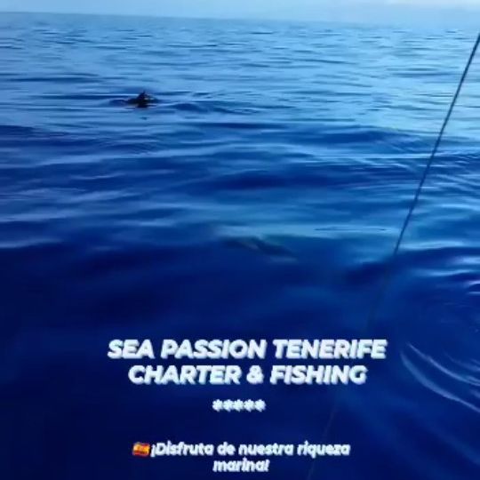 Seapassion reservas para avistamiento de cetáceos 3h